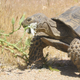 A desert tortoise. Image: Andrew Walde
